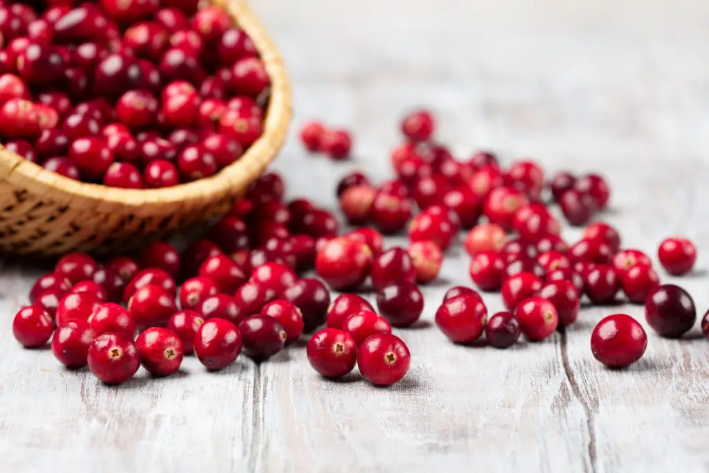 a basket of fresh picked cranberries on a wooden table, some cranberries are spread on the table. 