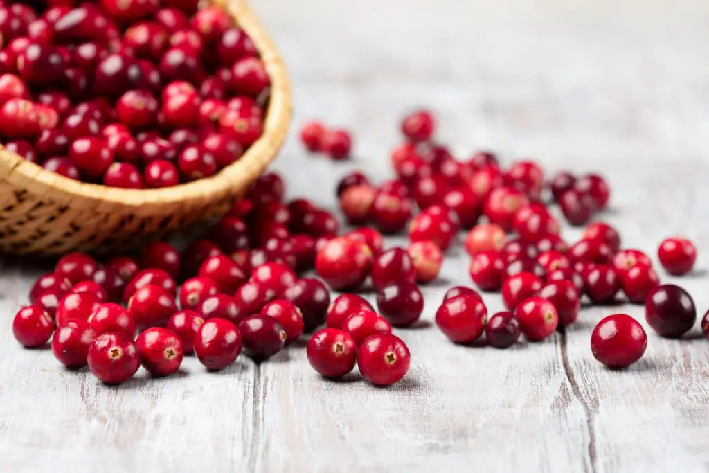 a basket of fresh picked cranberries on a wooden table, some cranberries are spread on the table.
